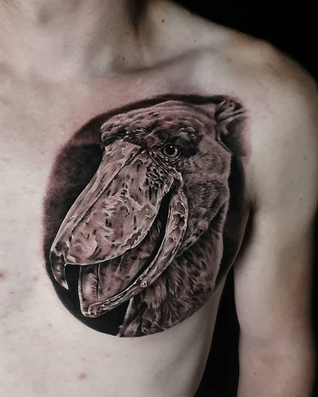 Shoebill, to start Jordan's bird sleeve

#shoebill #shoebilltattoo #realism #realismtattoo #blackngrey #blackngreytattoo #tattoo #wildlifetattoo  #govegan #fivekeystattoo #norwichtattooist #norwichtattoo #norwich #uktattoo #uktattooist #bantrophyhunting #banhunting #veganfortheanimals #animallovers #nature