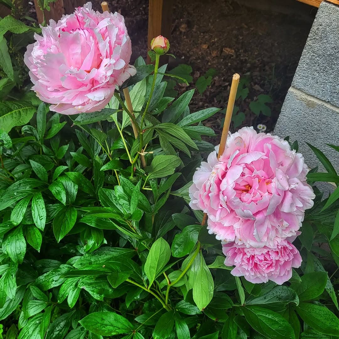 Been waiting an eternity on these to open.  Definitely worth the wait. 
.
.
.
.
.
.
.
.
.

.
#flower #peony #peonies #gardening #flowersofinstagram