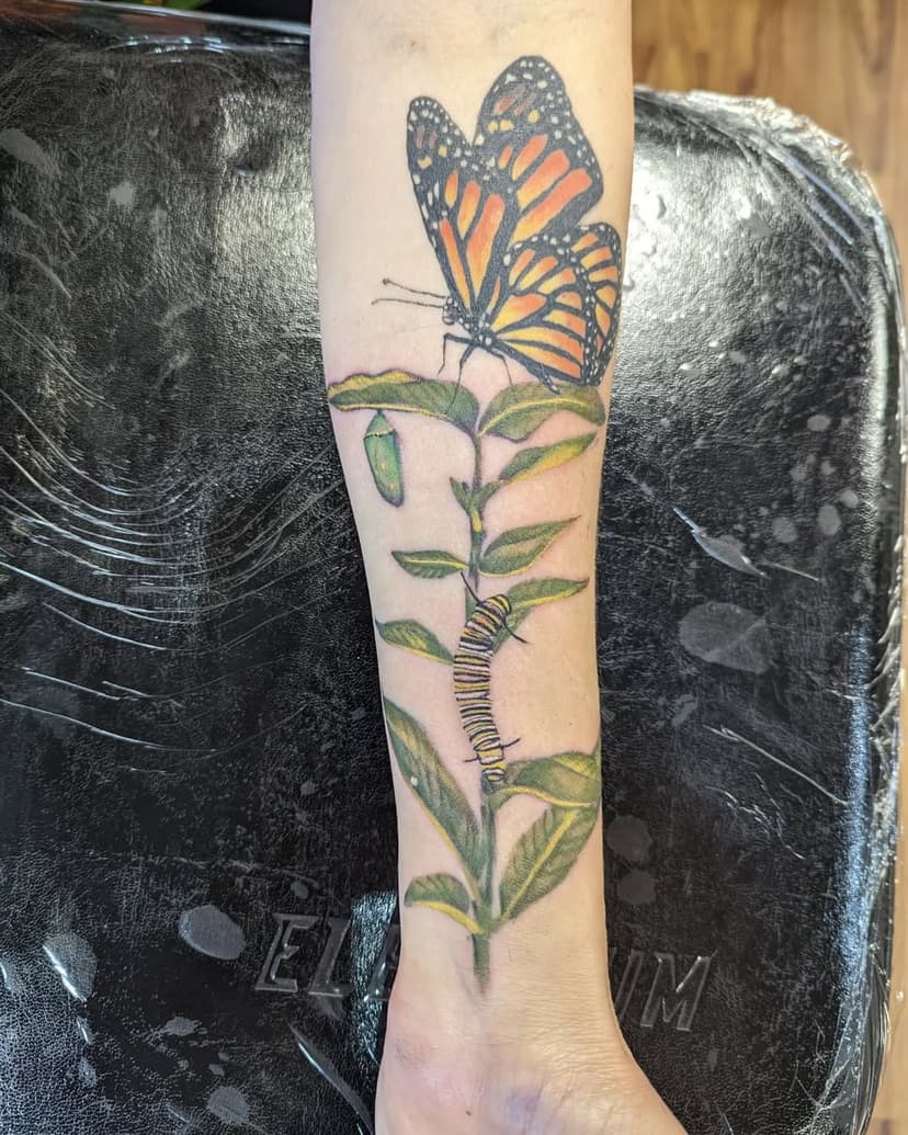 Monarch life cycle for a lovely client who raises them at home.