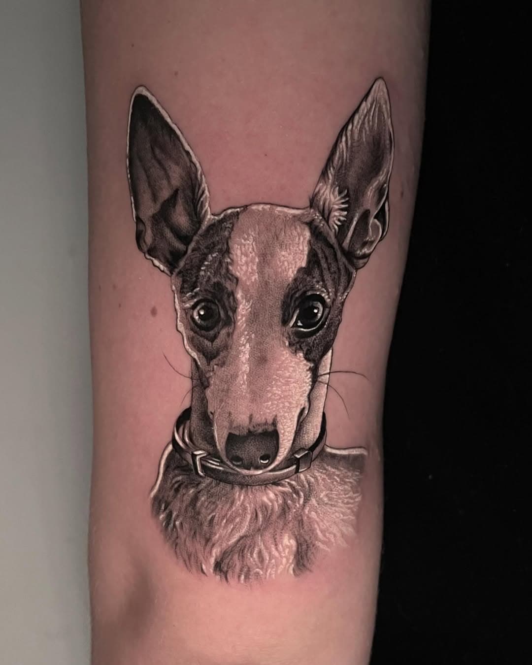 Wipped!!

Gracias an Ana,@_ana.larrosa.04. un placer!!!quedo bonita su perrita!!!
#tattoos #tattoo #tatedgirl #inked #wipped #galgo #dogtattoo