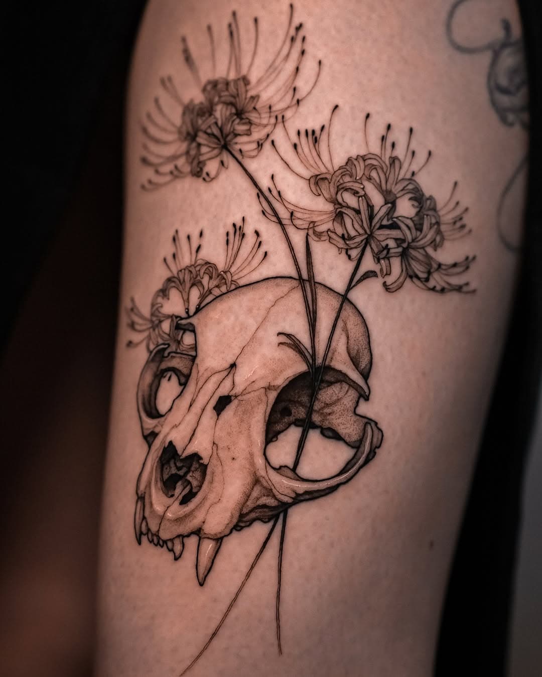 Cat skull and spider lilies for Ula 🐈‍⬛💀🕷️ 
✨ Done at @muka_studio ✨

.
.
.
.
.
#catskulltattoo #catskull #spiderlilytattoo #tightattoo #dotworkers #tatuaje #тату #graphictattoo #polishtattoo #neotraditional #lamadelray #tatuaż #tattoo #tattooartist #illustrationtattoo #krakowtattoo #polandtattoos #tattoos #fineline #pepaxcartridges #pepax