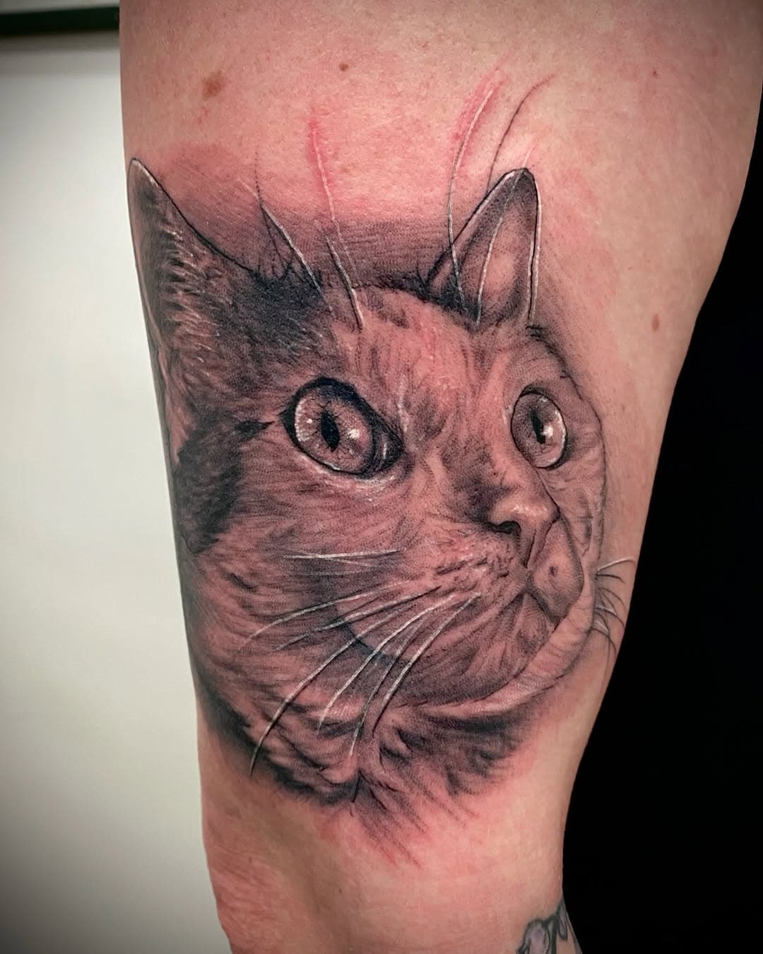 Cat portrait/Retrato de michi 🐈‍⬛ 

Precio especial siempre a Retratos de mascotas!✨

Agenda disponible:
📍Mérida Yucatán 9 al 19 de Febrero @conkal_ink 

📍CDMX Marzo
.
.
.
#cdmx #cdmx_oficial #cdmx🇲🇽 #merida #meridayucatan #mexicantattoo #mexicantattooartist #tatuadoresmexicanos #cdmx #cdmxtattoo #cdmxtatuajes #bngtattoo #blackandgreytattoo #mascotas #catlover #cat #catlife #catportrait #catportraittattoo #portraittattoo @bishoprotary @zitacartuchos @sharktankmex @boycottproducts @inkjecta @fkirons @cheyenne_tattooequipment @radiantcolorsink @radiantcolorscrew @dynamiccolor