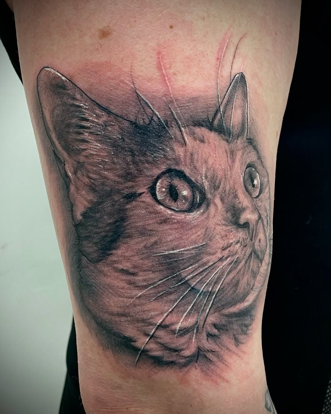 Cat portrait/Retrato de michi 🐈‍⬛ 

Precio especial siempre a Retratos de mascotas!✨

Agenda disponible:
📍Mérida Yucatán 9 al 19 de Febrero @conkal_ink 

📍CDMX Marzo
.
.
.
#cdmx #cdmx_oficial #cdmx🇲🇽 #merida #meridayucatan #mexicantattoo #mexicantattooartist #tatuadoresmexicanos #cdmx #cdmxtattoo #cdmxtatuajes #bngtattoo #blackandgreytattoo #mascotas #catlover #cat #catlife #catportrait #catportraittattoo #portraittattoo @bishoprotary @zitacartuchos @sharktankmex @boycottproducts @inkjecta @fkirons @cheyenne_tattooequipment @radiantcolorsink @radiantcolorscrew @dynamiccolor