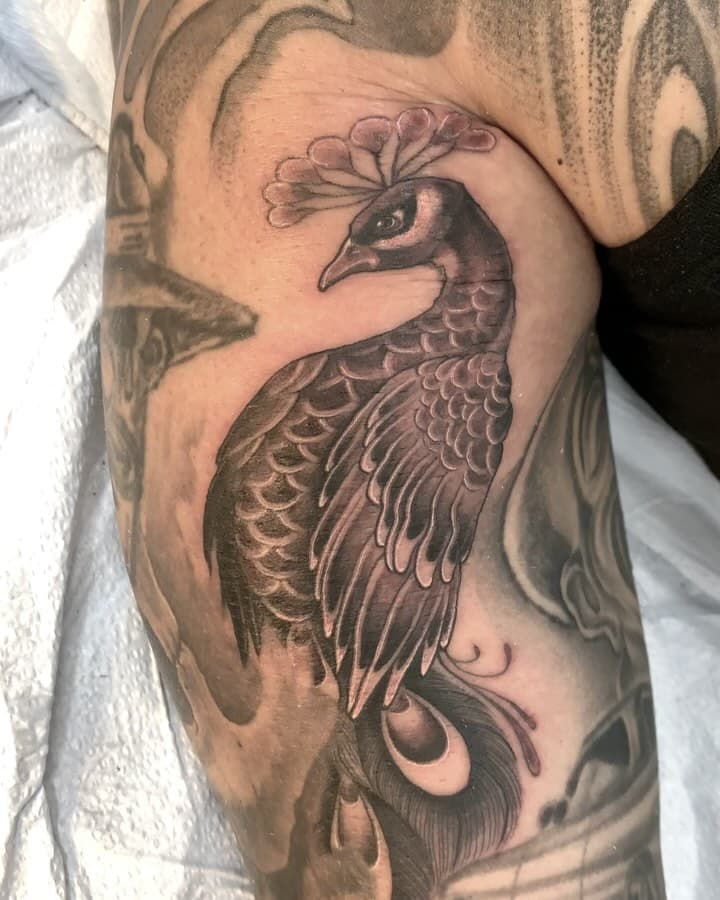 Filler peacock- Thanks Danny!!