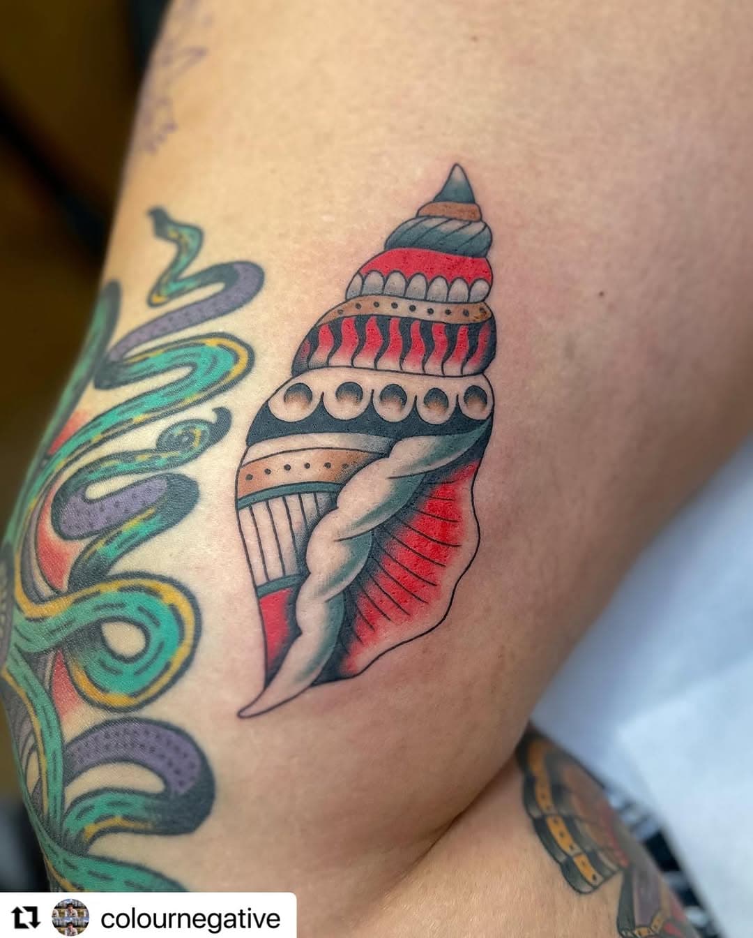 @colournegative 
・・・
Thank you for getting cool stuff and traveling all this way. What a great time. Fresh conch and turtle. Healed seahorse from 2023.