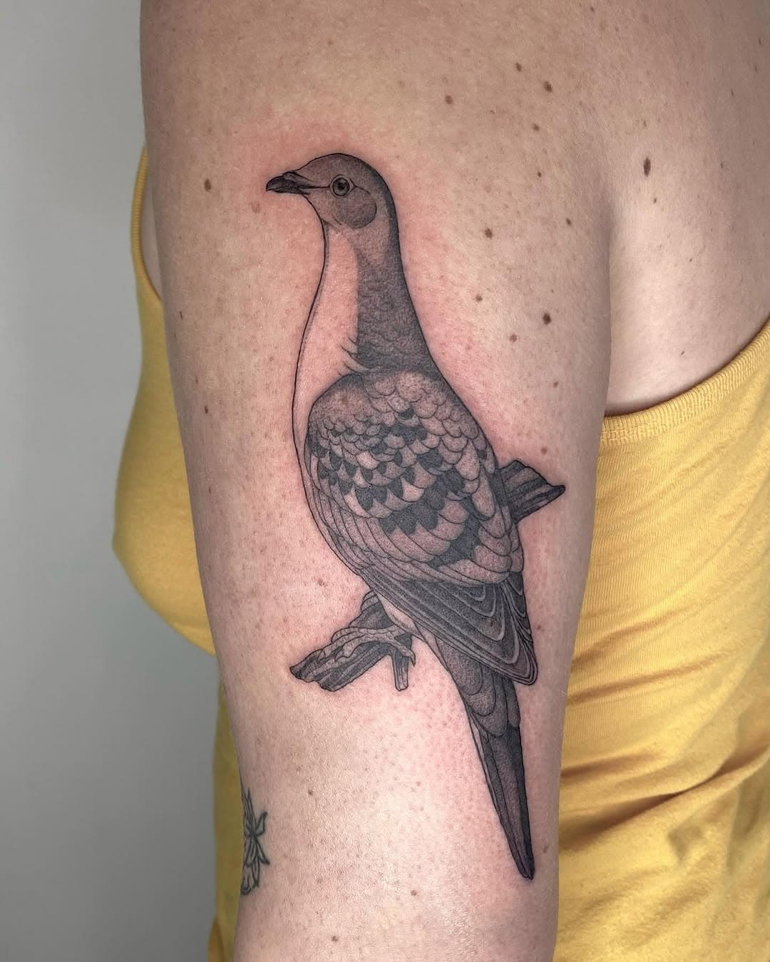 Passenger pigeon and cicada for Jade! Thank you!