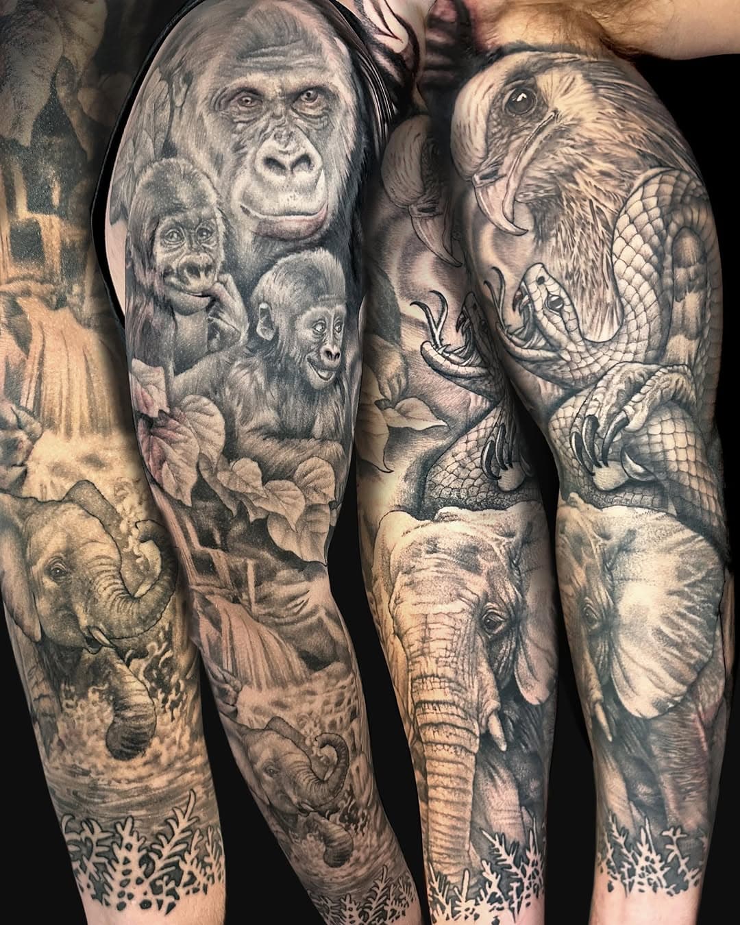 If you get them all stuck together, that's one tattoo. 
Josh's first tattoo! We went from him not sure he'd ever get any, to wondering how long of a break he'll take before his next one.
The gorillas were first and they represent him and his two sons and by the time we got to the secretary bird catching the viper he just told me to surprise him hehe. 
Thanks bud!

#direwolftattoostudio #tattoosbykatecrane #thousandoakstattooartist #africananimalsleeve #gorillatattoo #elephanttattoo #secretarybirdtattoo #stencilstuff #neumatattoomachines