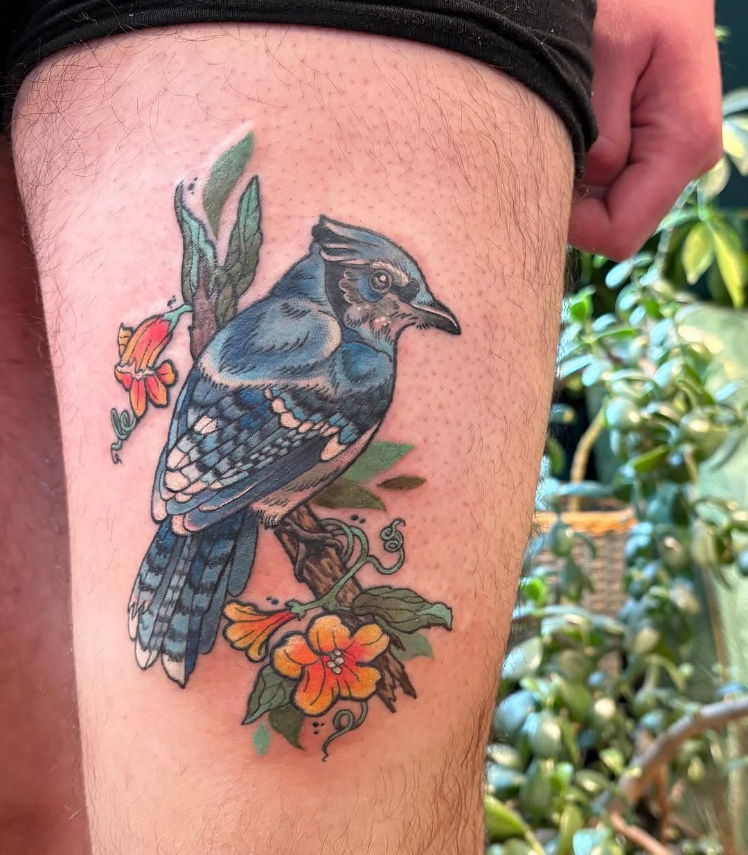 A bluejay and trumpet flowers for Jay🩵🐦